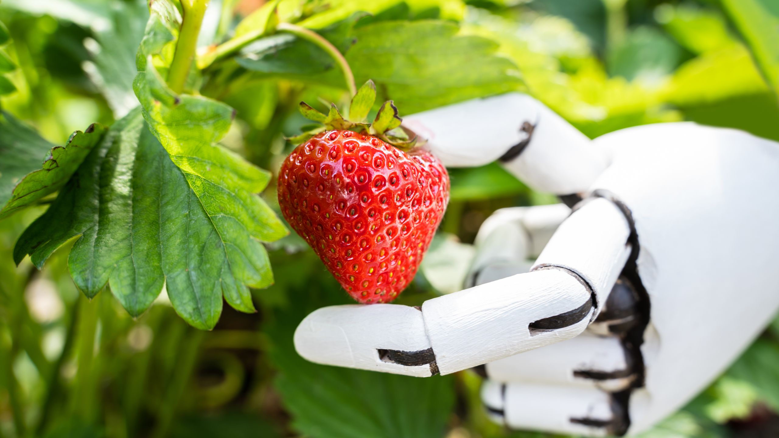chatgpt-tuyen-bo-giai-duoc-bai-toan-dem-r-trong-strawberry-1.jpeg